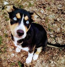 Saint bernard merupakan ras anjing terbesar di dunia yang berasal dari negara swiss. Siberian Husky And Pitbull Mix Google Search Pitbull Husky Husky Mix Shepherd Mix Puppies