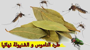 طرد الناموس والبعوض و شنيولة نهائيا من المنزل دون مبيدات لتنعمي بنوم هادئ Youtube