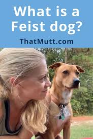 This means their style of hunting is pursuing animals on the. What Is A Feist Dog Breed Feist Dogs Thatmutt Com