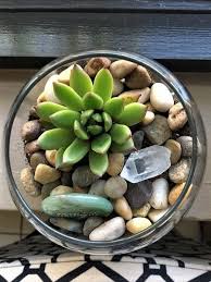 Feng Shui Lucky Plants Succulents Terrarium They Are Very Easy To Care For And Have The Most Radiant Colo Feng Shui Lucky Plants Feng Shui Plants Lucky Plant
