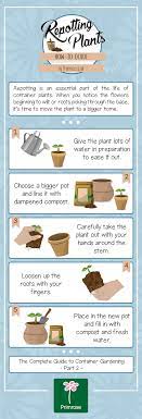 How To Repot A Plant Primrose Blog Gardening Infographic Repotting Plants Plants