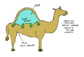 Camel milk could be a useful addition to food because it contains calcium and vitamin b and has a saturated fat content less than cow's milk, said a spokesman from the british nutrition foundation. Nina Ninamodeling Twitter