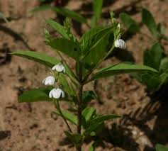 Image result for Justicia anagalloides