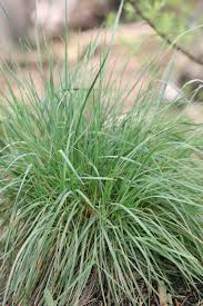 Image result for Koeleria