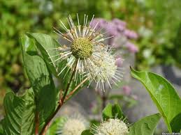 Image result for Cephalanthus