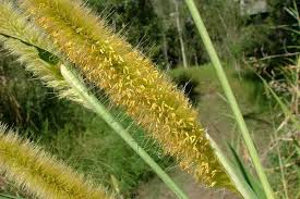 Image result for Cenchrus purpureus