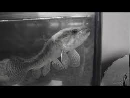 MONTAJE IDEOLOGICO. Melisa Costa