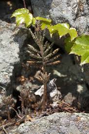 Image result for Bryophyllum tubiflorum