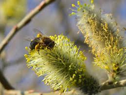 We did not find results for: Honey Bees Like Living Close To The Hedge It S Official National Botanic Garden Of Wales