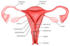 Check spelling or type a new query. Draw A Labeled Diagram Of Human Female Reproductive System Studyrankersonline