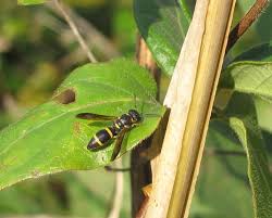 Image result for Enneapogon pretoriensis