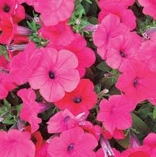 Check out these gorgeous seeds petunias at dhgate canada online stores, and buy seeds petunias at ridiculously affordable prices. Petunia Tidal Wave Cherry T T Seeds