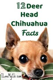Maybe you would like to learn more about one of these? Facts About Deer Head Chihuahuas Chihuahua Facts Chihuahua Breeds Chihuahua Puppies