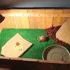 Table of contents water for turtle pets separate male from female box turtles box turtle habitat. Https Encrypted Tbn0 Gstatic Com Images Q Tbn And9gctux0q Zljywo7f2cxo31lfbja2ndsquix6qdj1j 7nzmc5fdul Usqp Cau