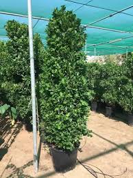 Image result for Pandiaka confusa