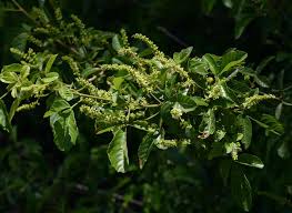 Image result for Allophylus tanzaniensis