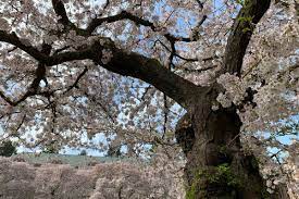 Yoshino trees are some of the most historic and beautiful flowering cherry varieties and are the main attraction at the international cherry blossom the bright red fruit follows after a dazzling display of pure white blossoms that cover the tree in spring. Everything You Need To Know About Yoshino Cherry Trees This Old House