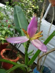 Image result for Musa sp. (Ornamental bananas)