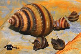 That's what my mystery snail did when she. Profile Freshwater Mussels Snails Aqualog De