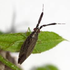 Image result for Platostoma strictum