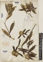 Image result for Gnidia glauca