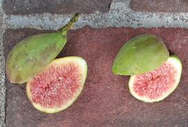 Fig Ripening Order Short Season Tips Mountain Figs