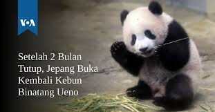 Pohon ek, bambu, fir, beech dan sakura pembahasan: Setelah 2 Bulan Tutup Jepang Buka Kembali Kebun Binatang Ueno