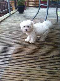 Promoting responsible dog breeding and pet care. Maltese X Bichon Frise Girl Puppy For Sale London North London Pets4homes