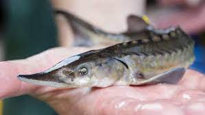 From wikipedia, the free encyclopedia. European States Adopt Action Plan To Save Sturgeons Igb