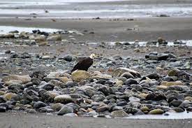 Nanook's cabinour cabin is a great place to stay, only minutes walk from the beach and a block from great eats & coffee. Anchor River Alaska 2021 All You Need To Know Before You Go With Photos Tripadvisor