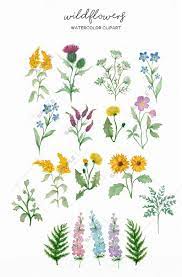 Wildflower Clipart Botanical Hand Drawn Watercolor Floral Png Etsy Flower Doodles Floral Watercolor How To Draw Hands