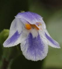 Image result for Craterostigma nummulariifolium