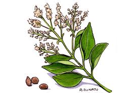 Image result for Ligustrum lucidum