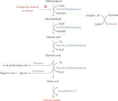 Ethylene Glycol Poisoning An Unusual Cause Of Altered Mental Status And The Lessons Learned From Management Of The Disease In The Acute Setting