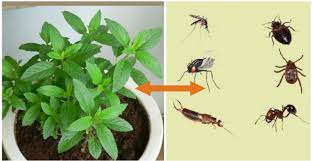 Cette Plante Est Une Benediction De Dieu Elle Chasse Les Souris Les Araignees Et Autres Insectes De Votre Maison Rempoter Orchidee Insectes Plante