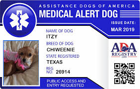 3 african wild dogs rip apart and share a hare! Medical Alert Dog Registration For Itzy Ada Assistance Dog Registry