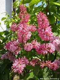 Its green foliage also provides a nice backdrop for perennial beds. Syringa X James Macfarlane Havlis Cz