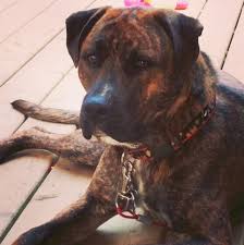 White and brindle greyhound at midday on the coast. American Bulldog Mastiff Mix Bullmastiff Dog Information Center