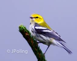 Birds Of Western North Carolina Photos Black Throated Green Warbler Blue Ridge Parkway Ridge Junction Overlook Nc Blue Ridge Parkway Blue Ridge Animals