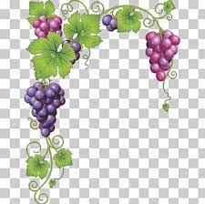 Common Grape Vine Wine Grape Leaves Png Clipart Border Branch Encapsulated Postscript Film Frame Flora Free Png Download Grape Vines Grapes Grape Leaves