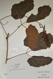 Image result for Ampelocissus