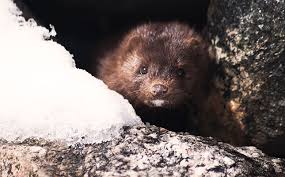 Large-scale culling of COVID-19 mink shrouded in controversy
