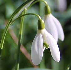 Out With The Snow In With The Snowdrops Flowers Uk Spring Bulbs Moon Garden