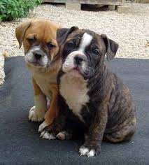 The best quality puppies & dogs offered with 10 year satisfaction guarantee with safe shipping from top breeders. Die 40 Besten Ideen Zu Alte Englische Bulldogs Bulldogge Hunde Englische Bulldogge
