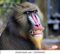 Cerca de un mandril macho colorido Foto de stock 1655664421 | Shutterstock
