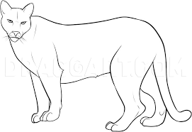 Parents and teachers, visit our website to learn more and becom. How To Draw A Mountain Lion Step By Step Drawing Guide By Dawn Dragoart Com