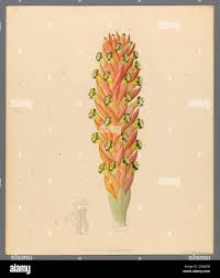 Image result for Harveya