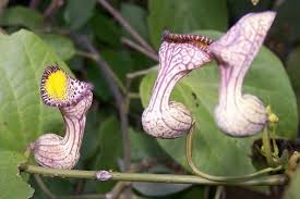 Image result for Aristolochia triactina