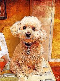 Print your pet on a custom canvas in an authentic renaissance style portrait and give them pride of place in your home. Paintings Archives Artful Pet Portraits