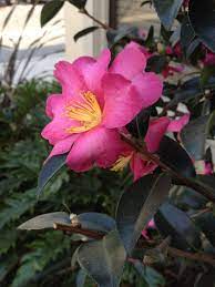 Dahlia plants produce globular flowers in just about every color of the rainbow. What Is This Pink Flower With Dark Green Leaves Gardening Landscaping Stack Exchange